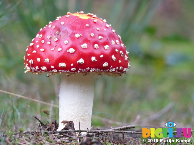 FZ020108 Fly Agaric (Amanita muscaria) mushroom